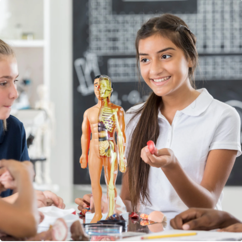 Anatomia człowieka dla dzieci – edukacyjna zabawka STEM