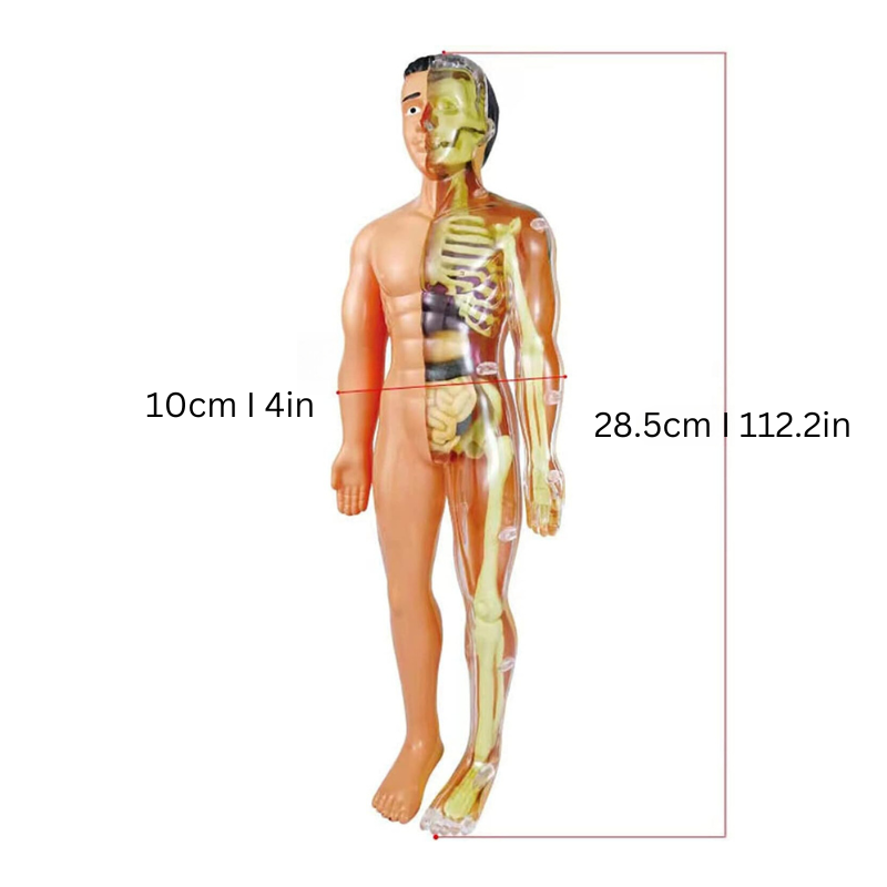 Human Anatomy for Kids – Educational STEM Toy