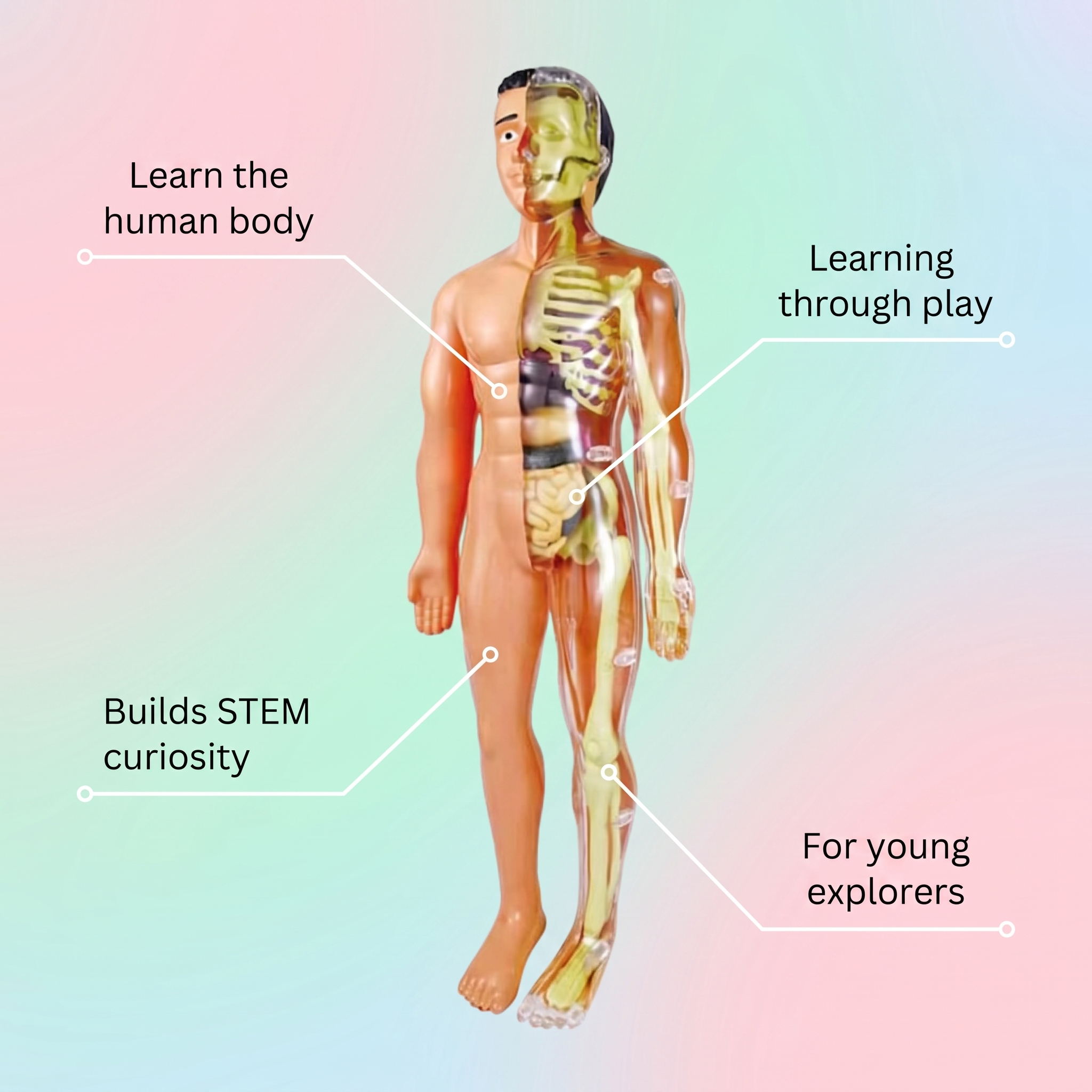 Human Anatomy for Kids – Educational STEM Toy